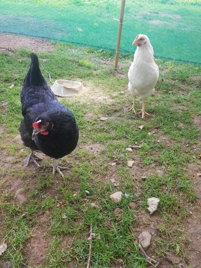 Shadow River Farm Anascaul Εξωτερικό φωτογραφία